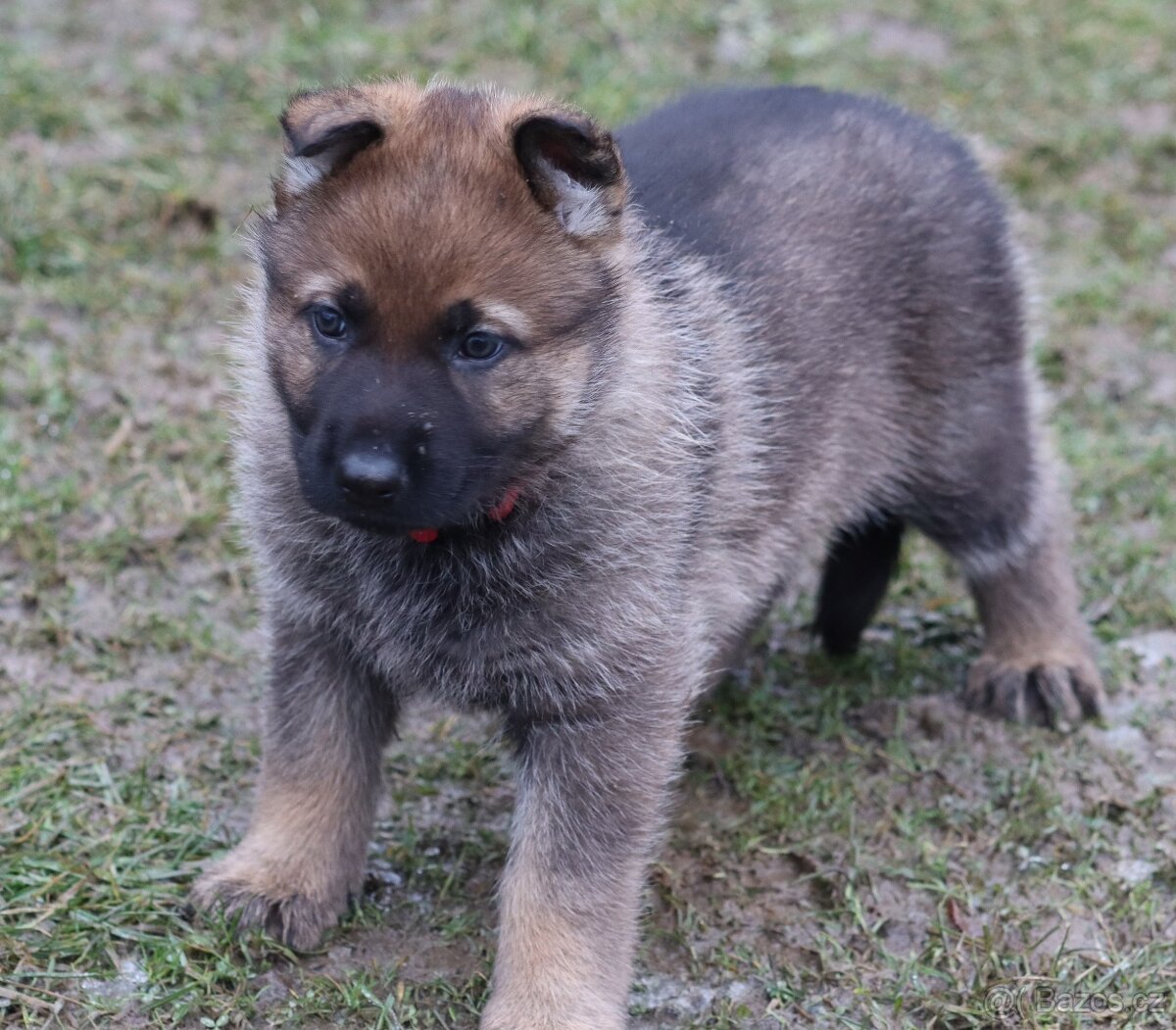 Německý ovčák s PP - 2