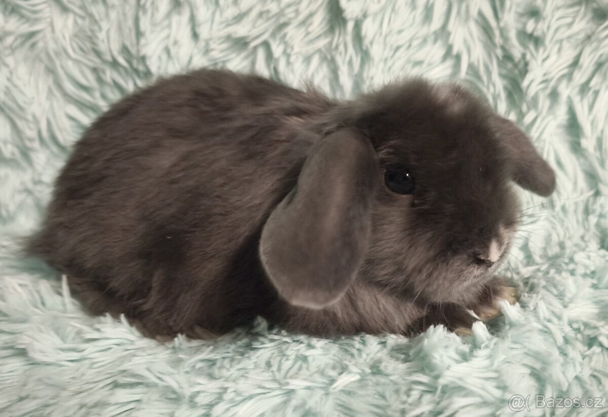 ⭐️ Zakrslý beránek SATÉNOVÝ ⭐️ 🍀 V3 🍀 - 2