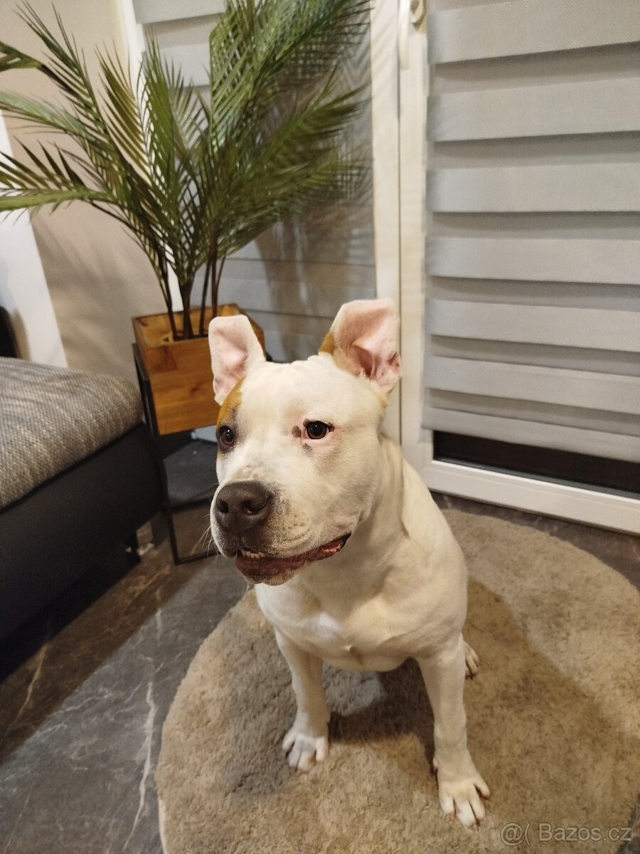 Americký Stafordšírský teriér - 2