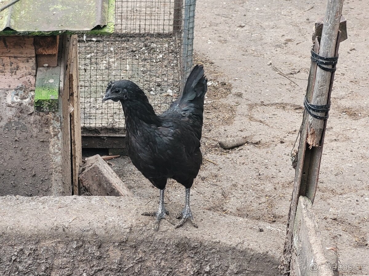 Ayam cemani nasadbová vejce - 2