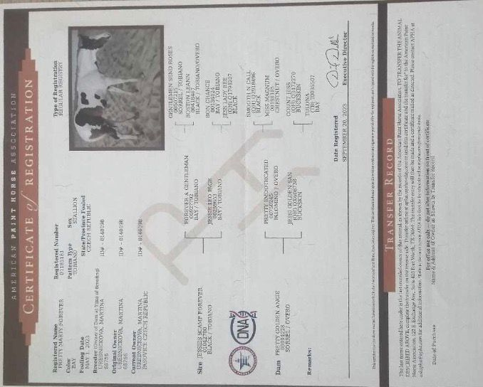 Valach - PAINT HORSE - 2