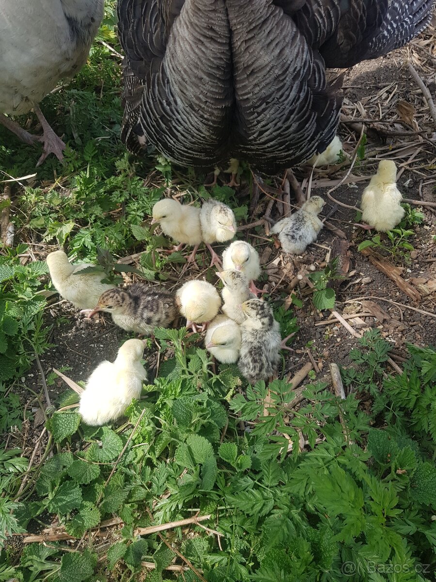 Krůťata bronzová - 2