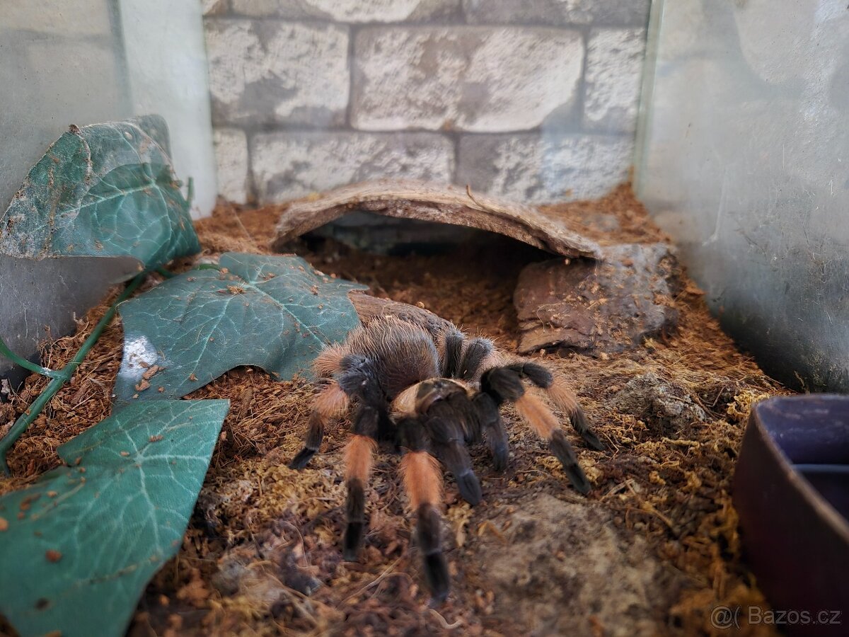 Brachypelma Emilie 0,1 - 2