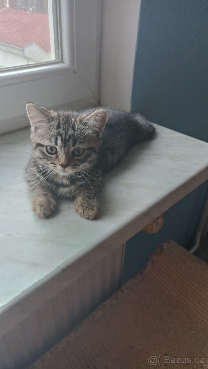 Britská koťátka s PP - 2