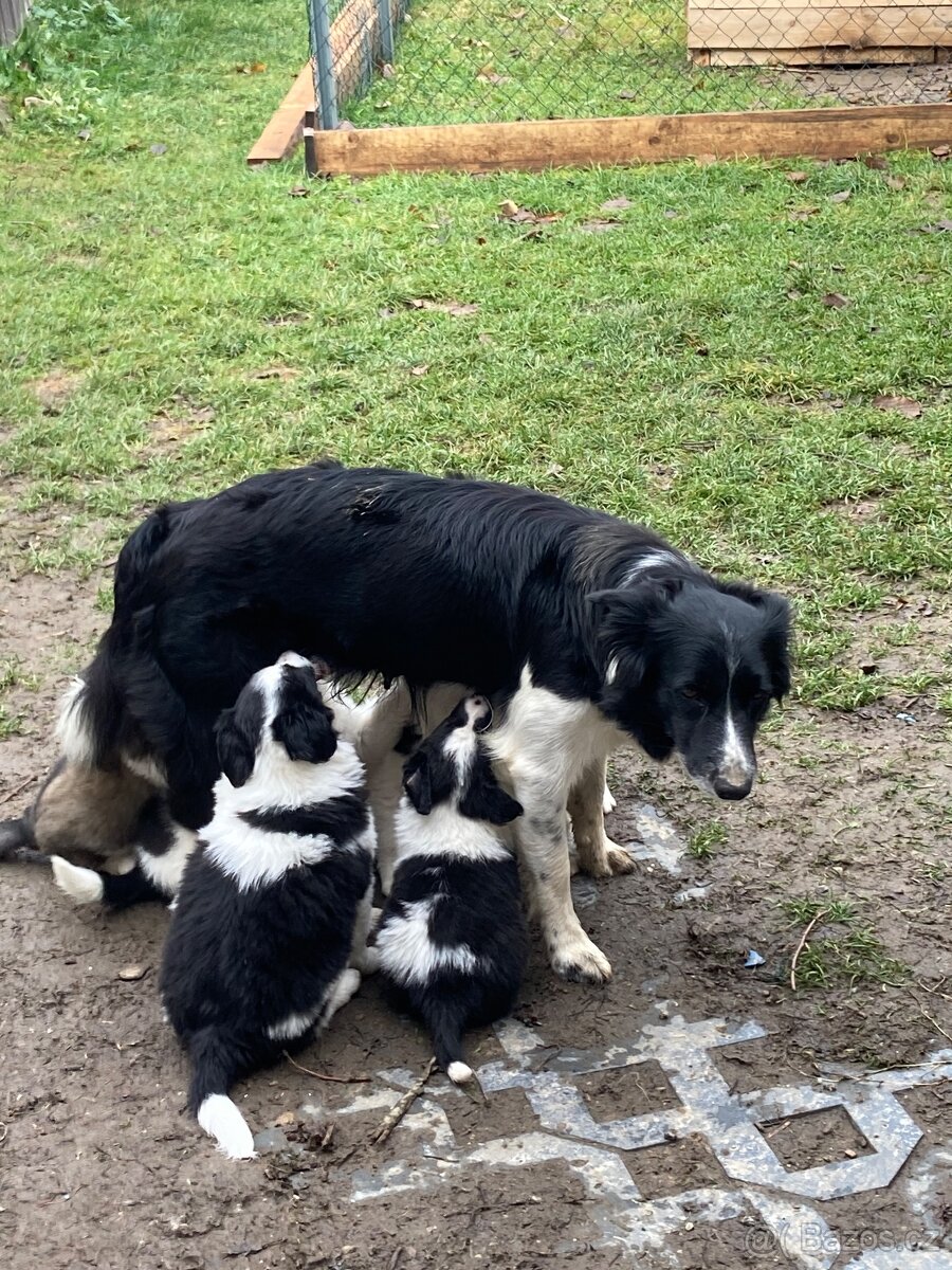 štěňata border kolie - 2