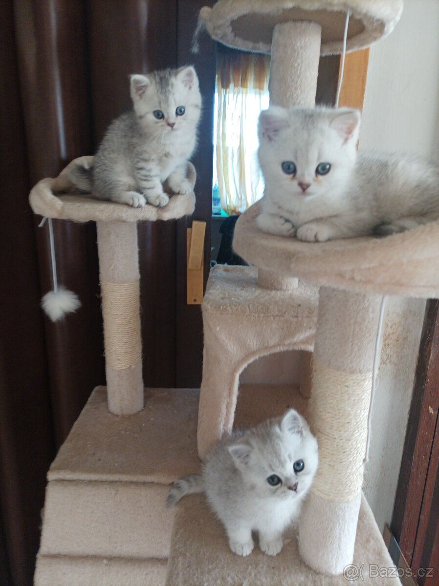 Luxusní koťátka Britské činčily - 2