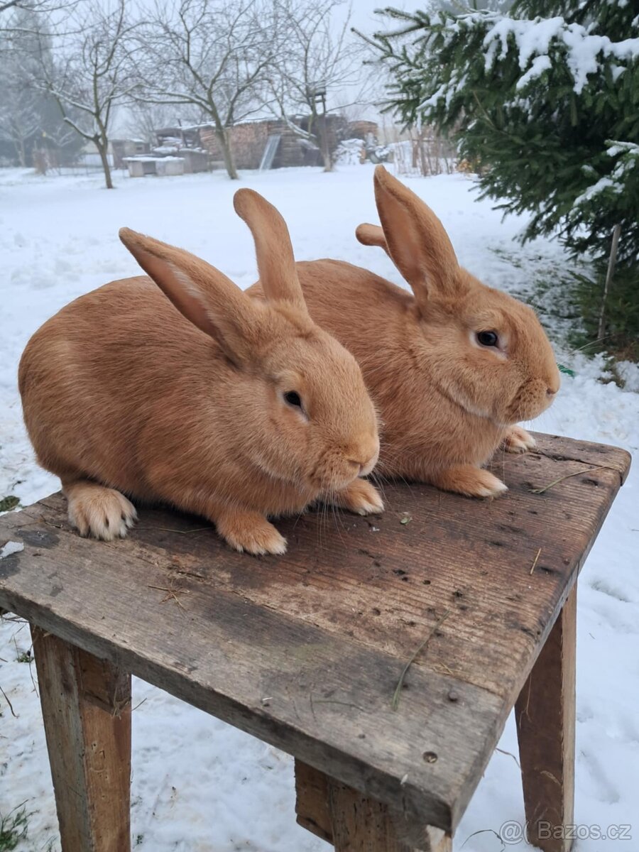 Burgundský králík - 2