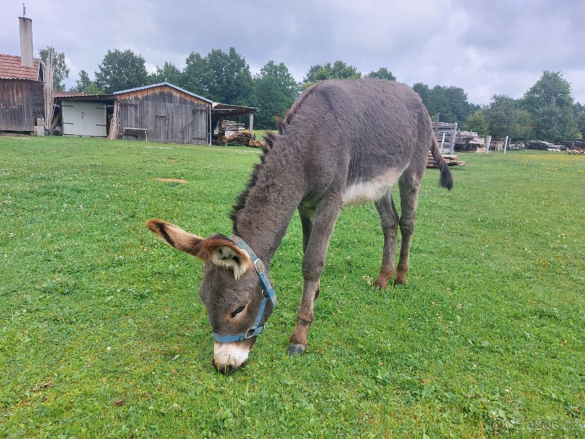 Prodám oslíka - 2