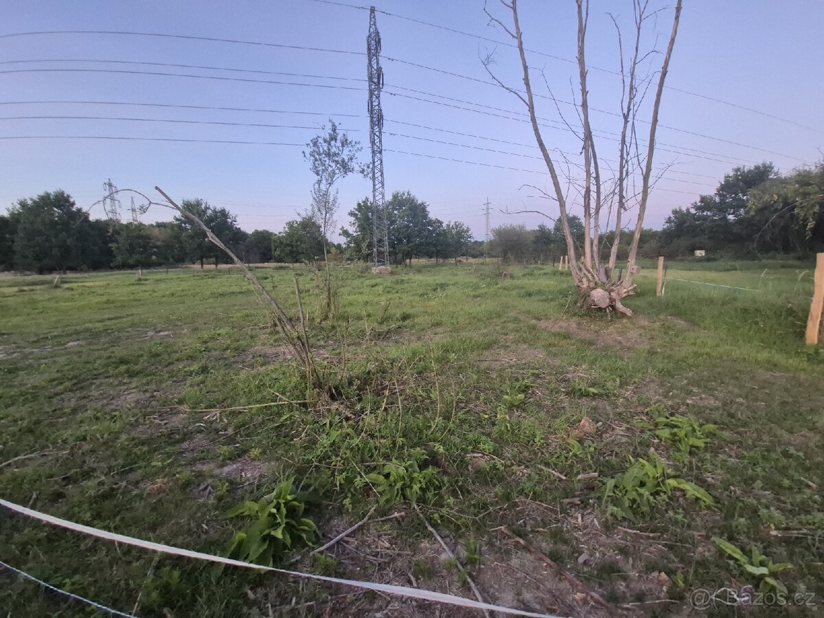 Pronajem pole pro kone scot ,ne prodej - 2