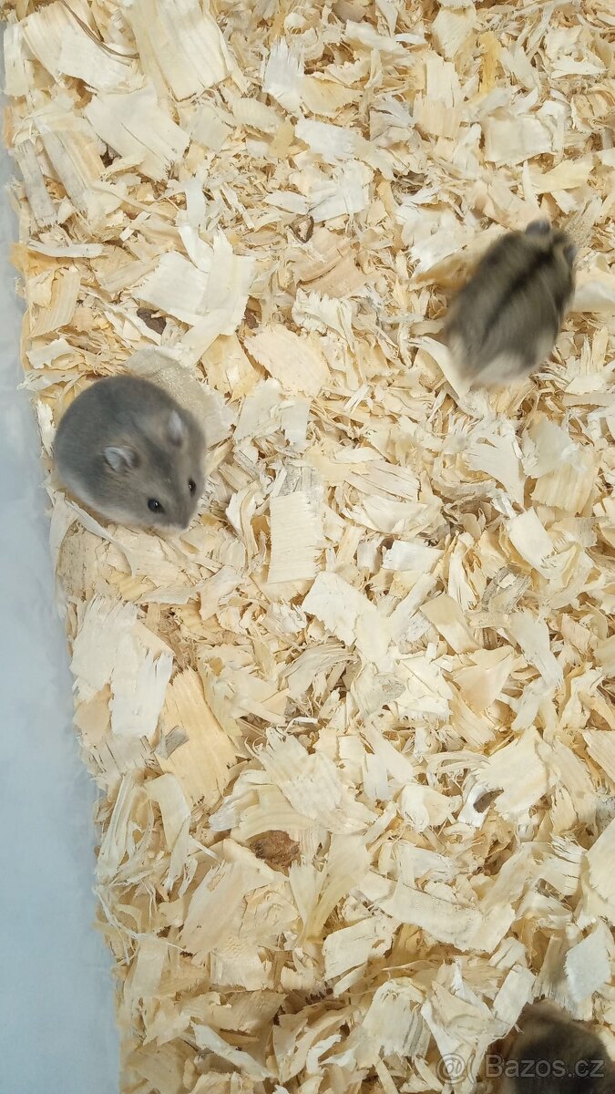 Křečík džungarský - 2