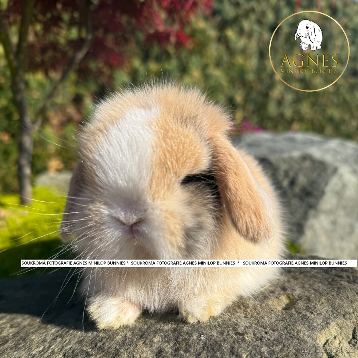 Zakrslý králík beránek typu Minilop - 2