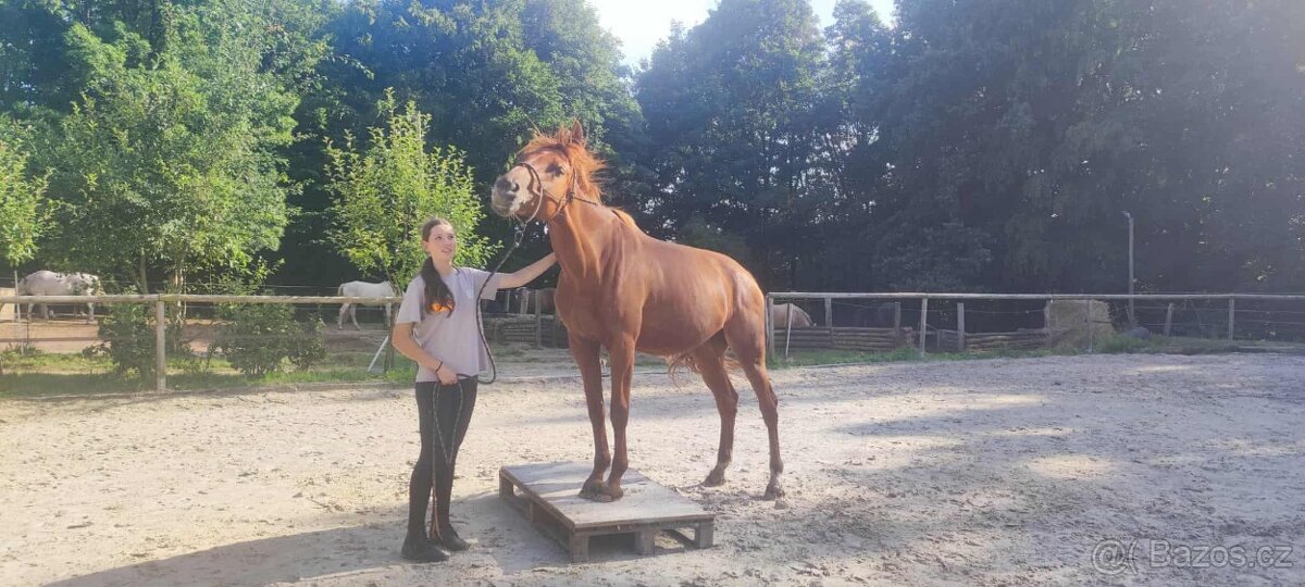 Klisna ČT, 5 let - 2