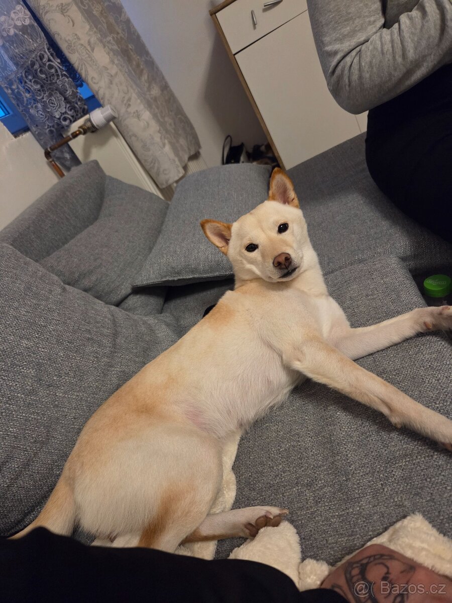 Shiba inu ke krytí - 2
