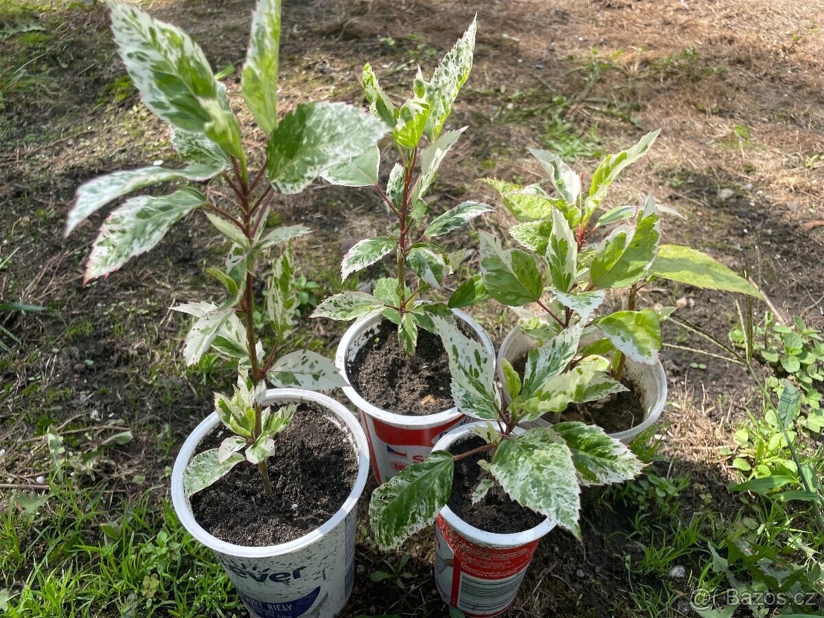 pokojový ibišek - panašový - 2