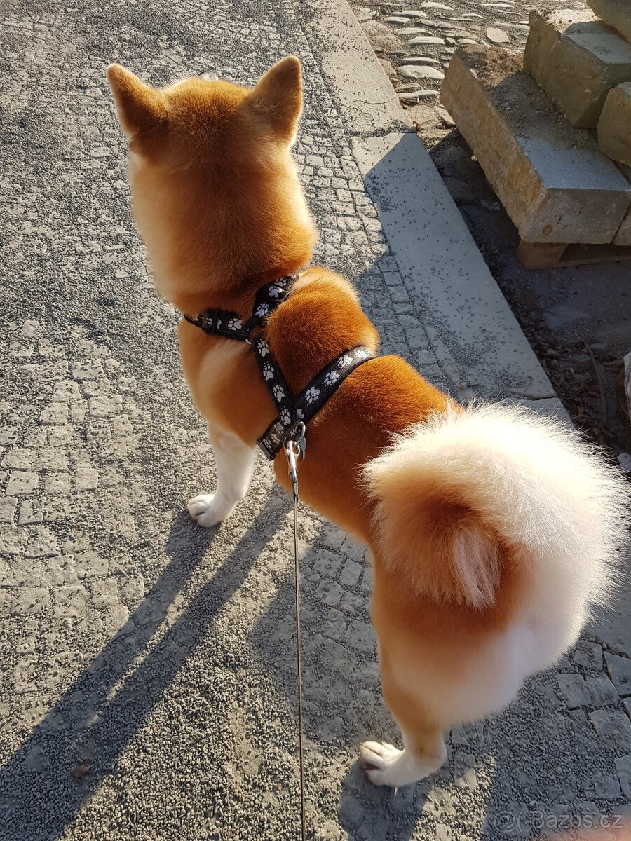 Akita Inu ke krytí - 2