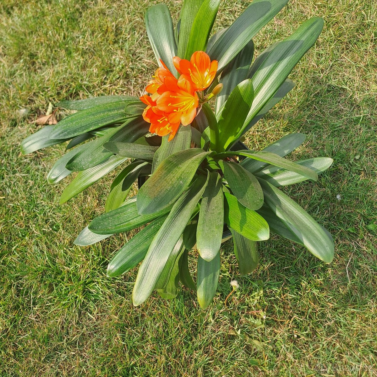 Klívie řemenatka - 2