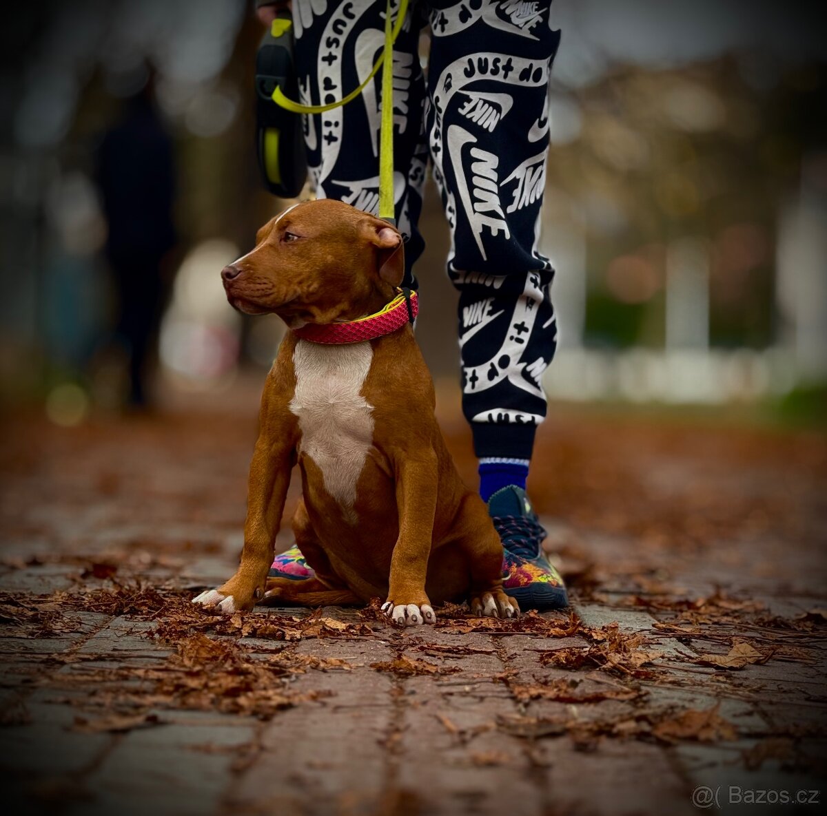 American Bully classic - 2