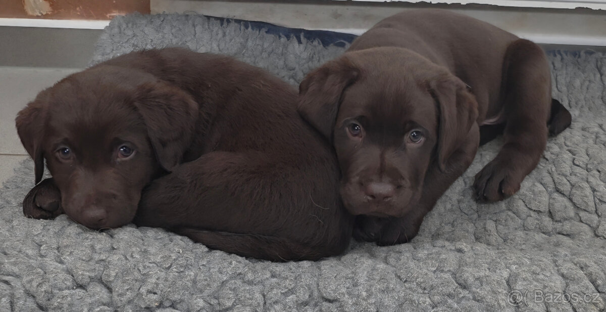 Labradorský retrívr s PP - 2