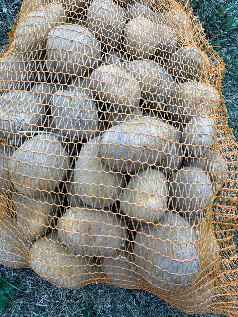 Brambory konzumní na uskladnění - 2