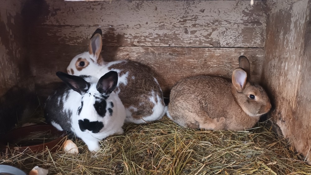 Prodám mladé králíky - 2