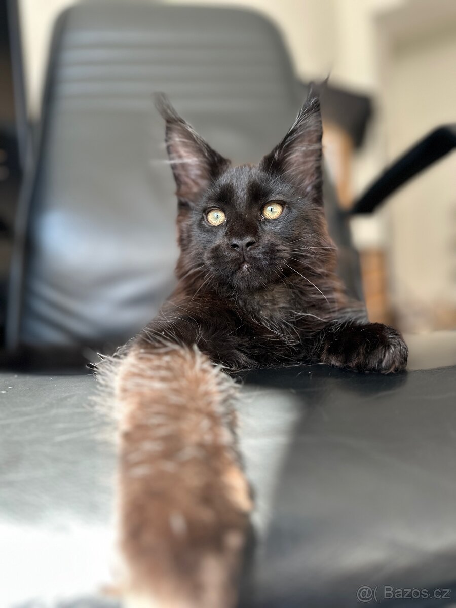 mainska mývalí s pp - 2