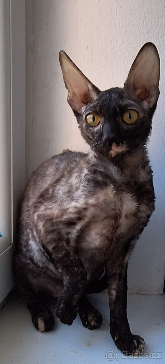 Koťata Cornish Rex s PP - 2