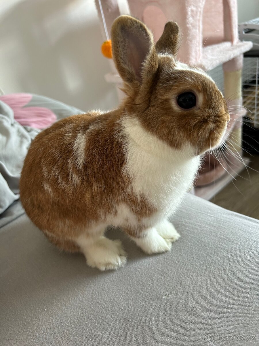 Králík zakrslý saténový + kompletní výbava - 2