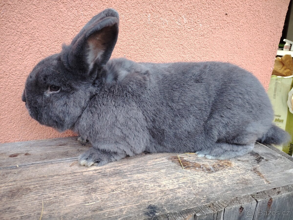 Vídeňský modrý/Samec - 2