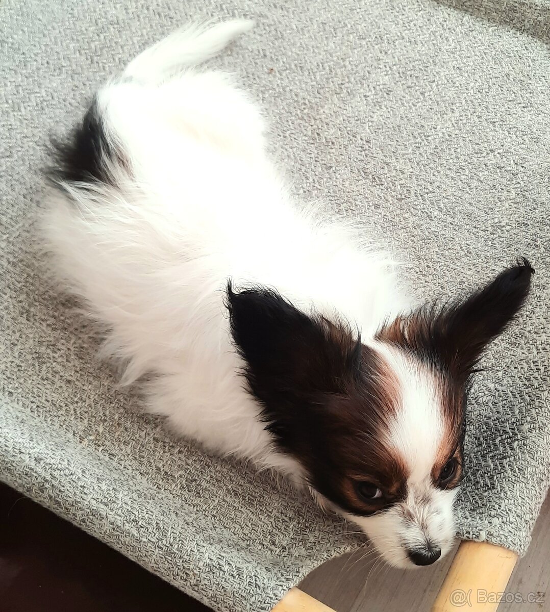 Papillon s PP-pejsek - 2