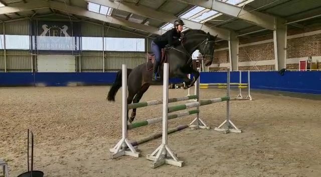 Charakterní hřebec - 2