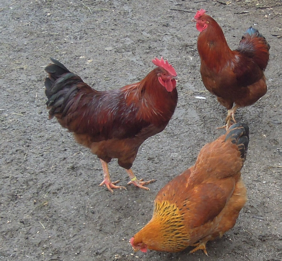 Kohout Hempšírky - 2