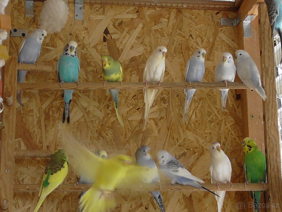 Prodám andulky různých barev - 2