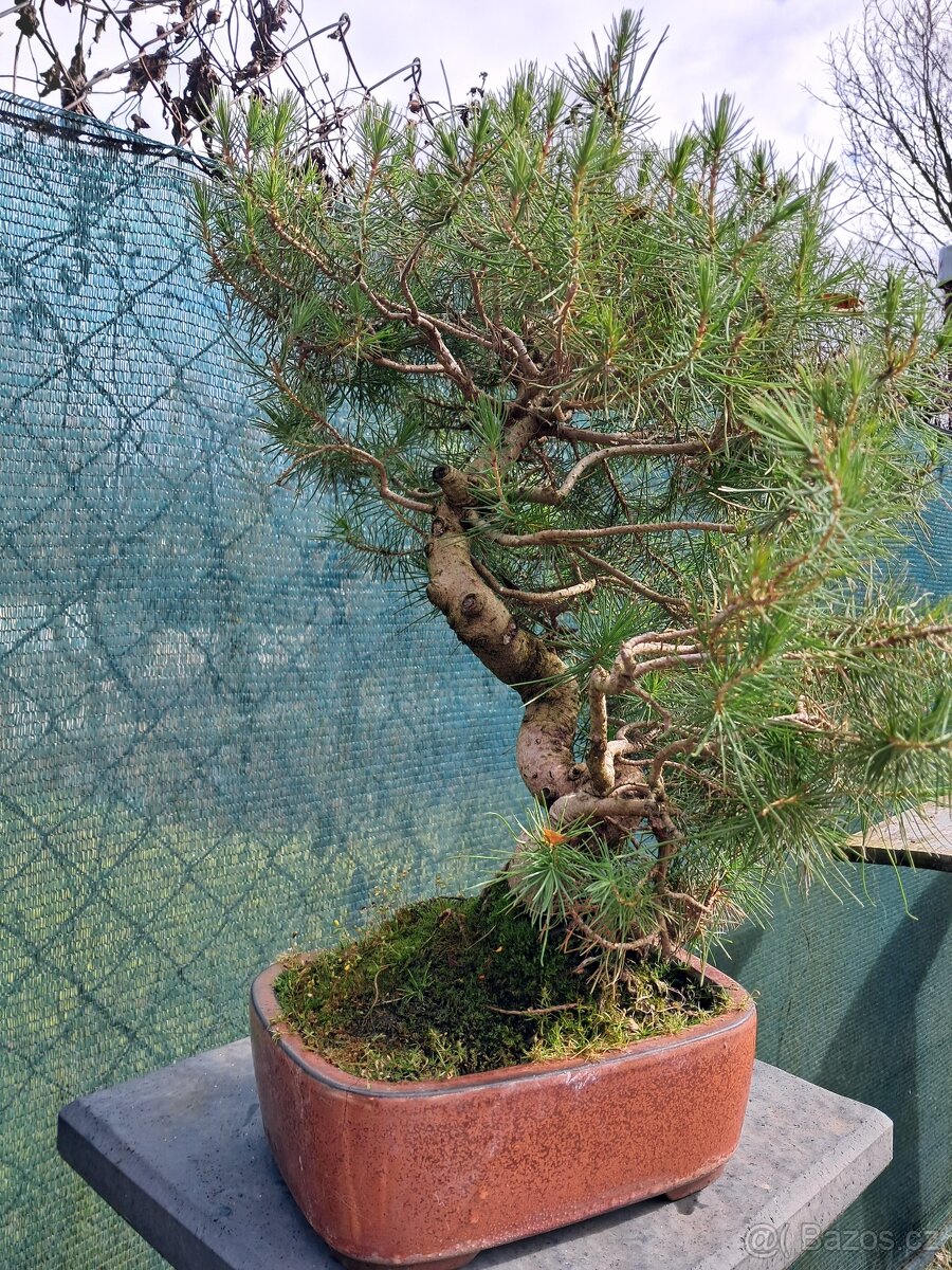 Bonsaj,bonsai Borovice - 2