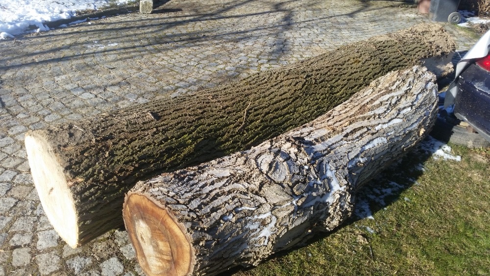 Ořešák, jasan - 2