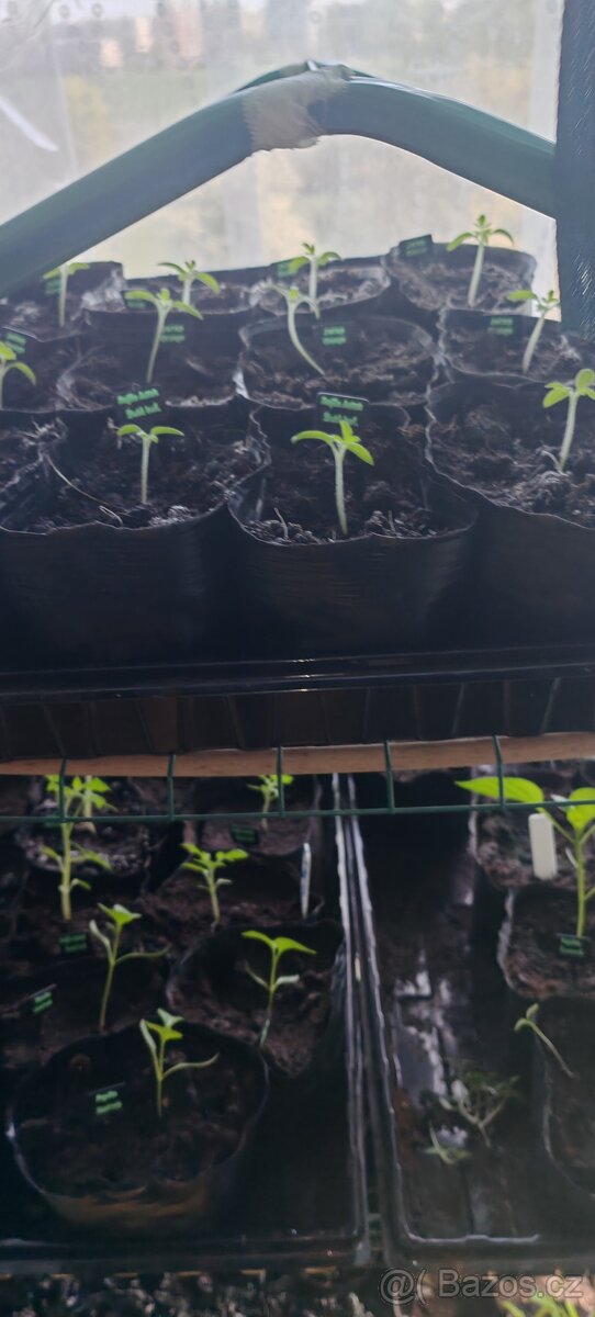 Jalapeno Chichimeca - 2