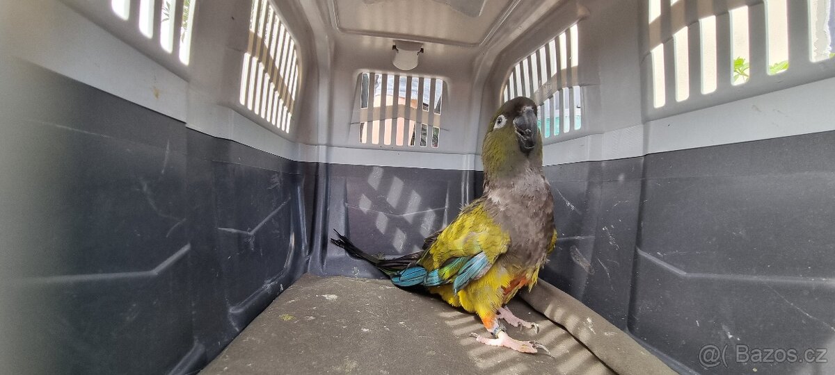 Papoušek patagonský - 2