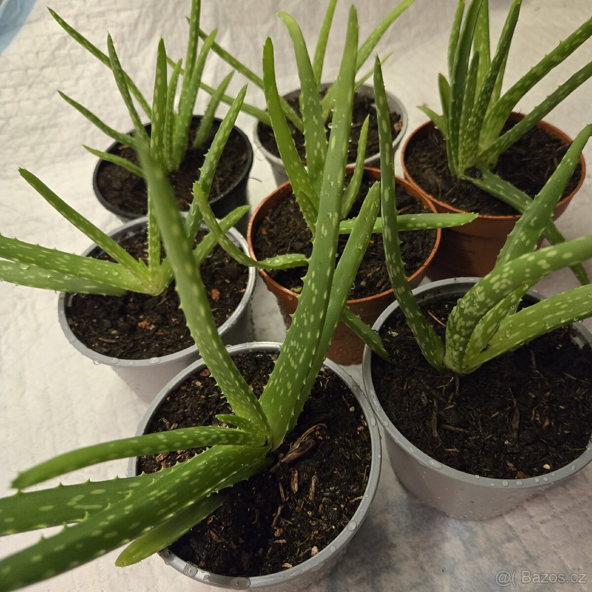 Aloe Vera sadičky - 2
