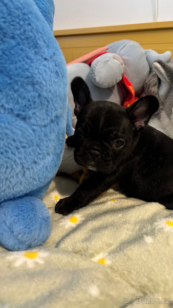 Francouzský buldoček - 2
