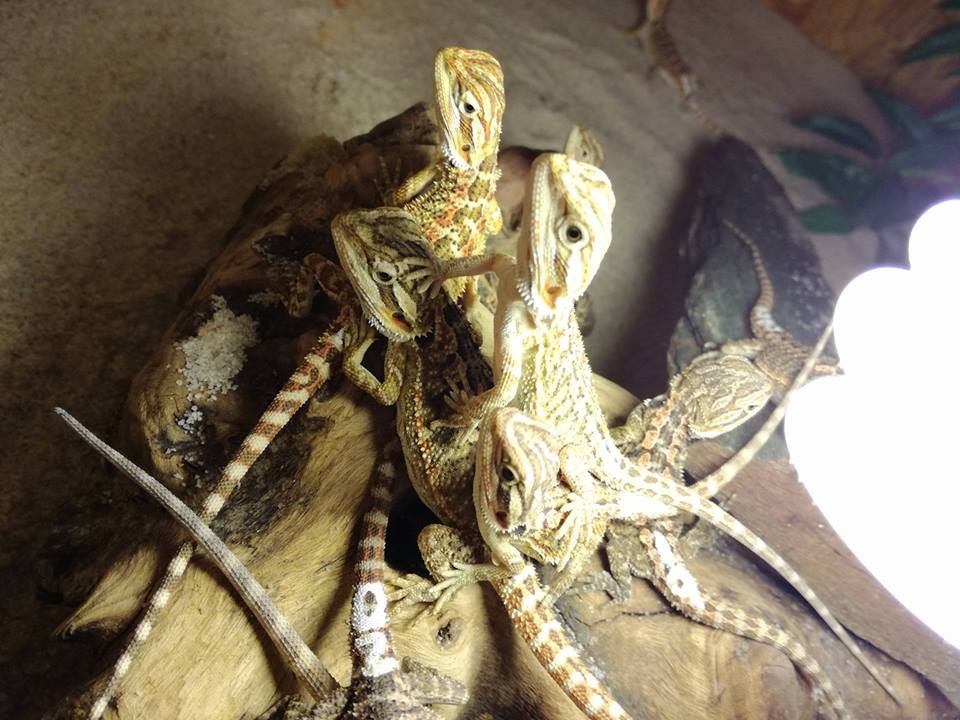 agama vousatá, terárium - 2