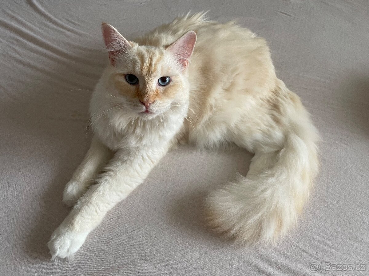 Krytí kocourkem Ragdoll Red Mitted bez PP - 2