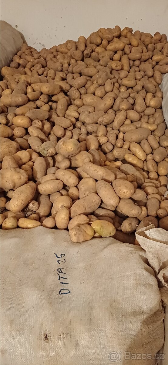Brambory konzumní - 2