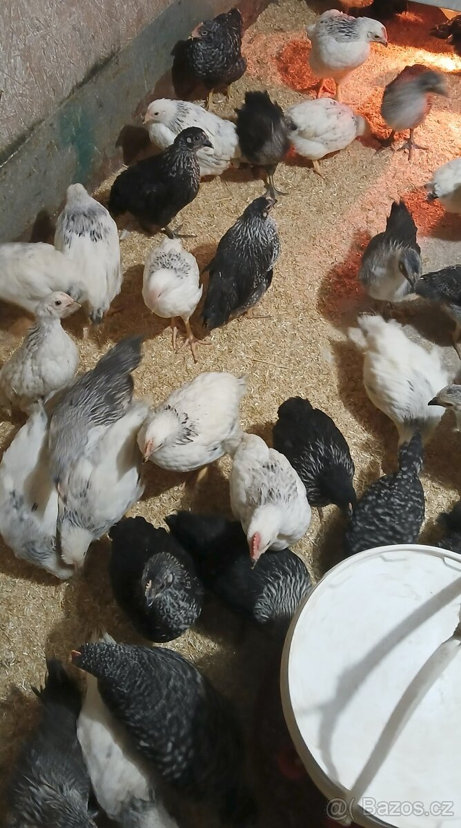 Kuřata, slepičky, kuřice - 2