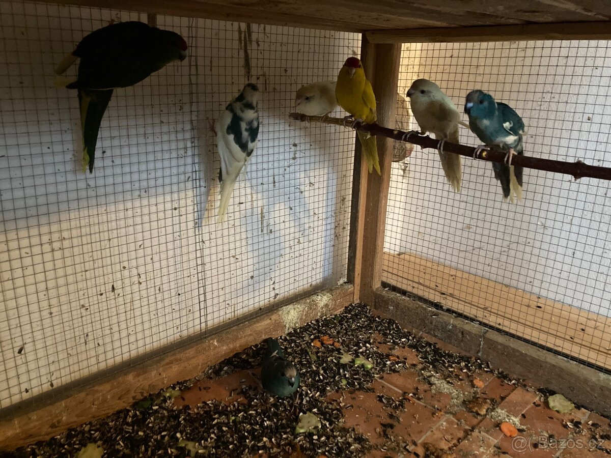 Kakariki červenočelý - 2