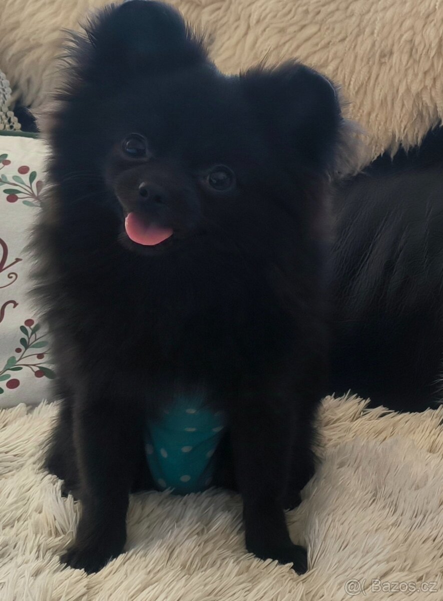 Pomeranian chlapeček ke krytí PP - 2