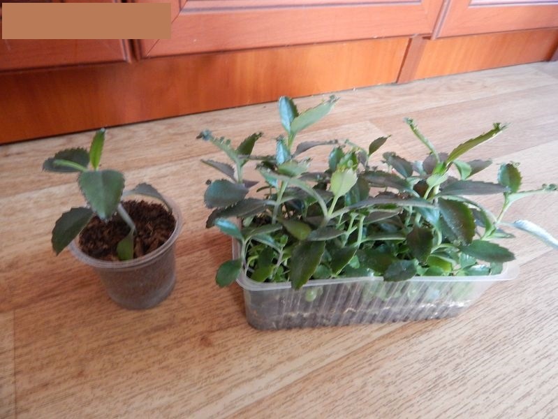 Rýmovník a Kalanchoe madagaskar - naduť - 2