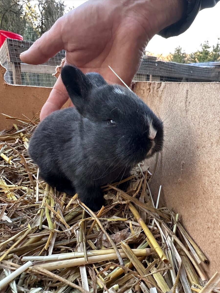 Králík zakrslý kříženec - 2