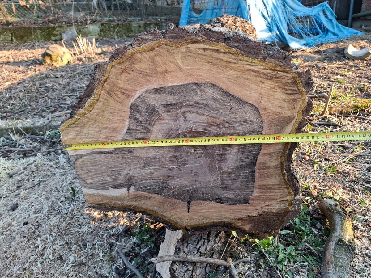 Kmen ořechu průměr 60 - 2