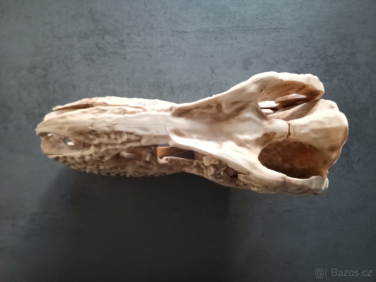 Lebka T-Rex - 2