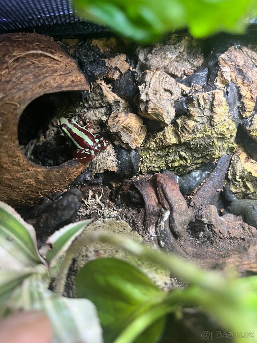 Terarium +pralesničky - 2