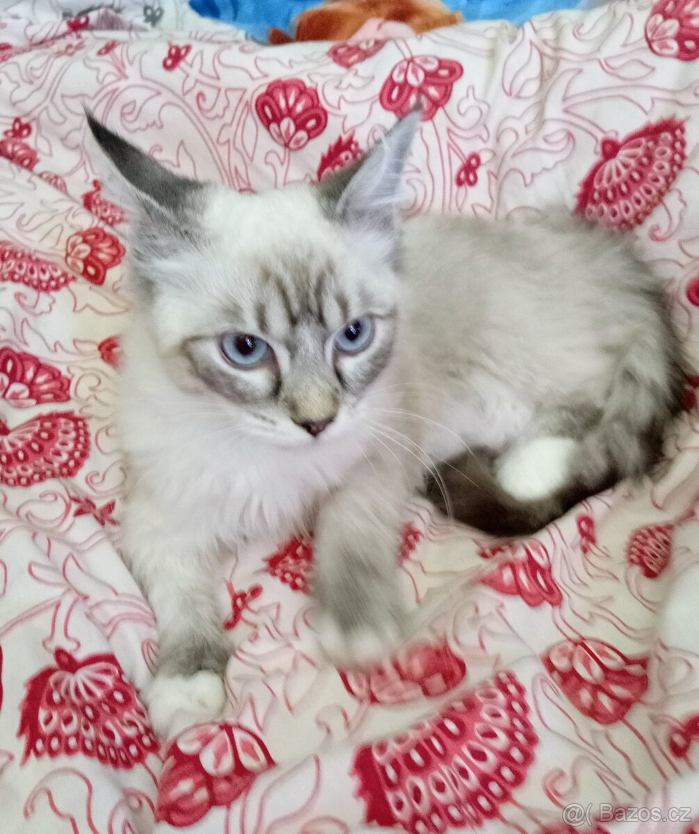 Ragdoll kotě, kocourek. - 2